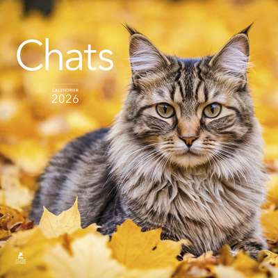 CALENDRIER CHATS 2026
